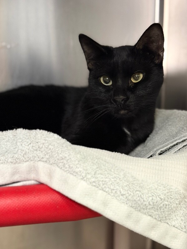Shelter Stray Male Cat last seen Clinton, UT, USA, 1422 E 600 N, Fruit Heights, UT 84037, USA