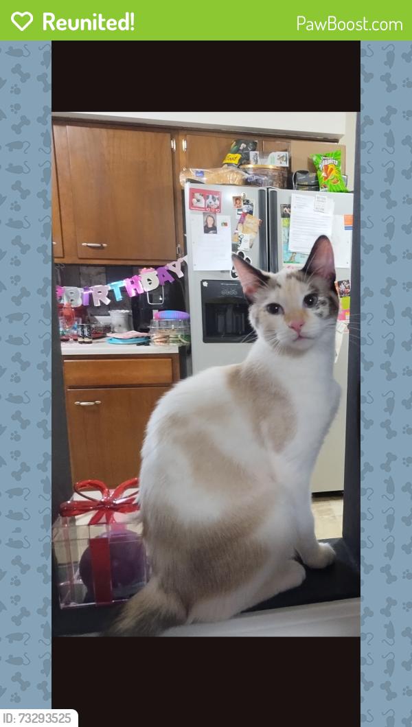Reunited Female Cat last seen Renninger Rd, off Manchester Rd. 44319, New Franklin, OH 44319