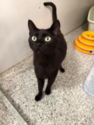 Shelter Stray Female Cat last seen Near Country Oaks Dr, Layton, UT 84040, USA, 1422 E 600 N, Fruit Heights, UT 84037, USA