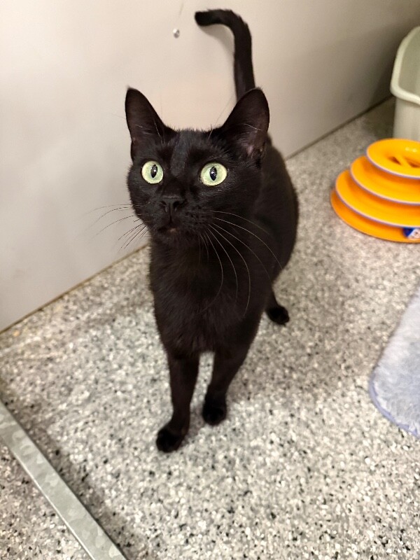 Shelter Stray Female Cat last seen Near Country Oaks Dr, Layton, UT 84040, USA, 1422 E 600 N, Fruit Heights, UT 84037, USA