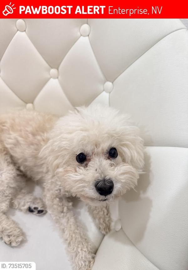 Lost Female Dog last seen Shinnercock hills ave, Enterprise, NV 89141