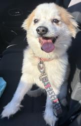 Found/Stray Male Dog last seen Powell Farm Rd, Harnett County, NC 28323