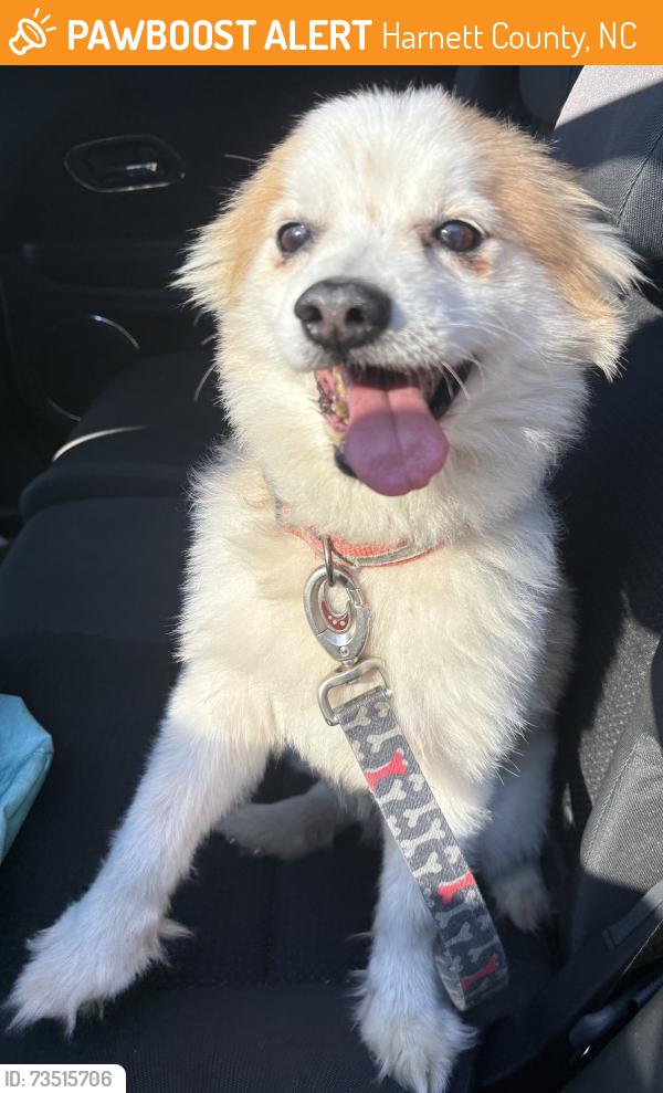 Found/Stray Male Dog last seen Powell Farm Rd, Harnett County, NC 28323