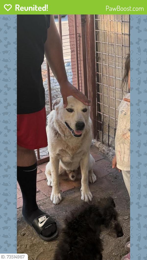Reunited Male Dog last seen Woodman and kyline drive . By lmk park, San Diego, CA 92114