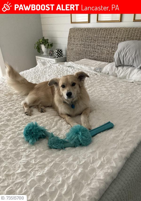 Lost Female Dog last seen Fruitville & Delp Road, Lancaster, PA 17601