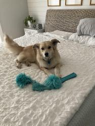 Lost Female Dog last seen Fruitville & Delp Road, Lancaster, PA 17601