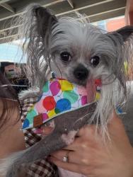 Reunited Female Dog last seen Auburn bend dr, Spring, TX 77389