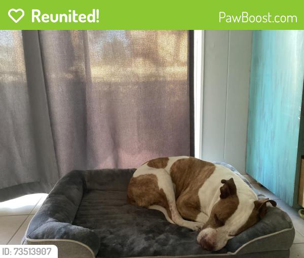 Reunited Male Dog last seen Near eleven, Palmetto, FL 34221