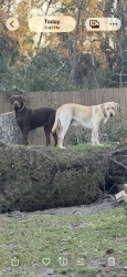 Reunited Female Dog last seen Harbor Square Northpointe neighborhoods, Pensacola, FL 32514