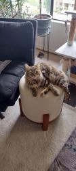 Reunited Female Cat last seen Near w sunn fjord, Bremerton, WA 98312
