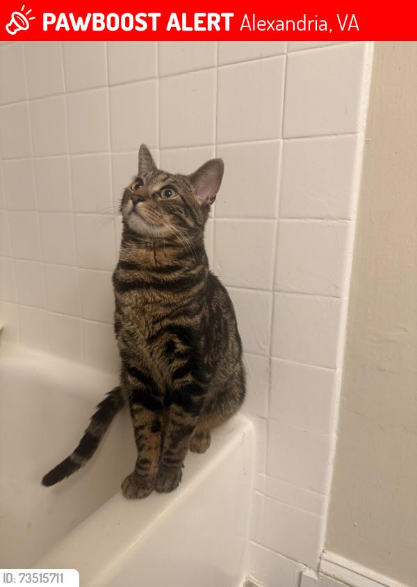 Lost Male Cat last seen North Beauregard St, Alexandria, VA 22311