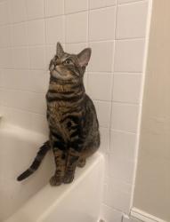 Lost Male Cat last seen North Beauregard St, Alexandria, VA 22311