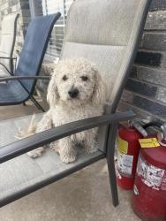 Lost Male Dog last seen La Reina, Las Cruces, NM 88005