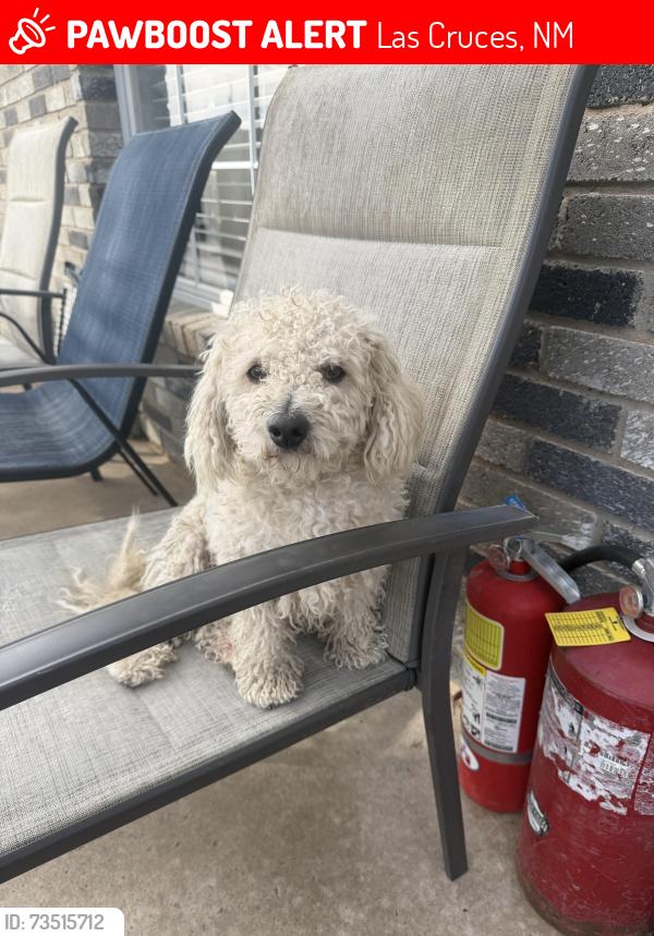 Lost Male Dog last seen La Reina, Las Cruces, NM 88005