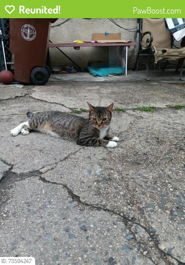 Reunited Female Cat last seen Near 139st, Queens, NY 11435