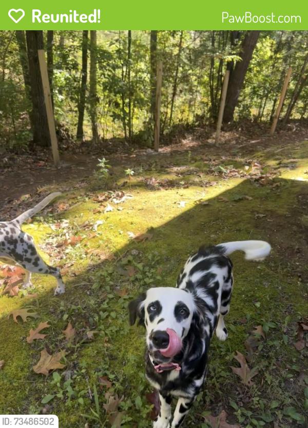 Reunited Female Dog last seen Davis hill road and Birchwood pike, Hamilton County, TN 37341