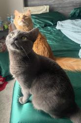 Lost Male Cat last seen Madison Ave and Waterbury Rd by Little Caesars, Lakewood, OH 44107