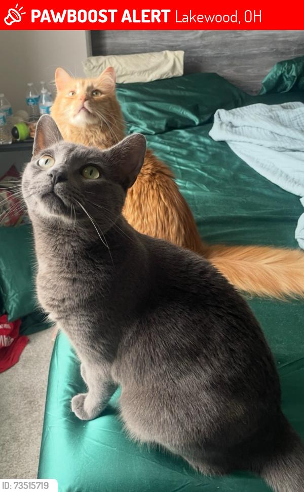 Lost Male Cat last seen Madison Ave and Waterbury Rd by Little Caesars, Lakewood, OH 44107