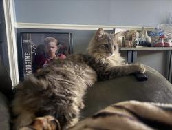 Lost Male Cat last seen Near coggins td, Ardmore, AL 35739