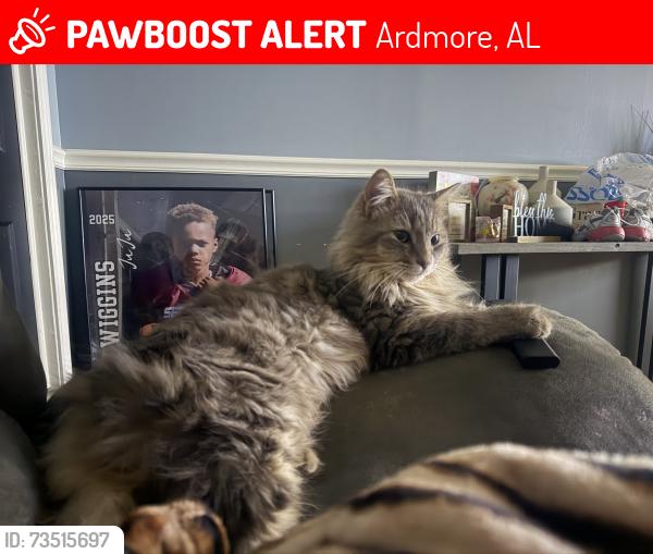 Lost Male Cat last seen Near coggins td, Ardmore, AL 35739