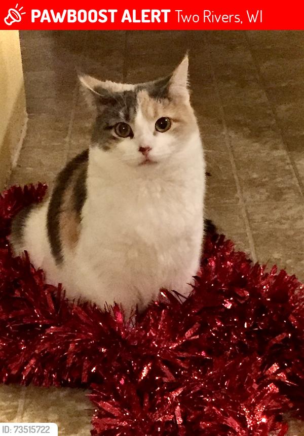 Lost Female Cat last seen Lowell and 8th.street, Two Rivers, WI 54241