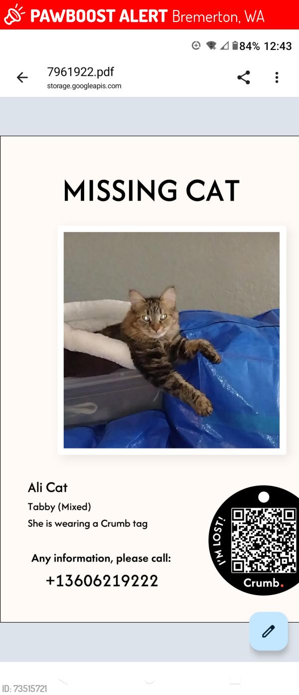 Lost Female Cat last seen Sunn Fjord, Bremerton, WA 98312