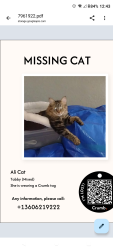 Lost Female Cat last seen Sunn Fjord, Bremerton, WA 98312