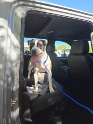 Found/Stray Female Dog last seen Mocassin Rd and N Durango Dr, Las Vegas, NV 89143