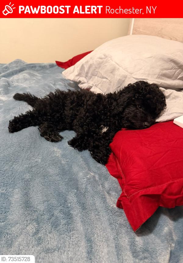 Lost Female Dog last seen Near leavenworth st, Rochester, NY 14613