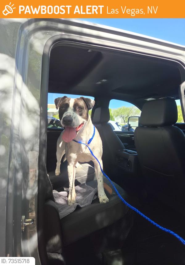 Found/Stray Female Dog last seen Mocassin Rd and N Durango Dr, Las Vegas, NV 89143