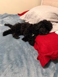 Lost Female Dog last seen Near leavenworth st, Rochester, NY 14613