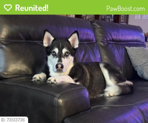 Reunited Male Dog last seen Mesa crossing drive, haslet, Haslet, TX 76052