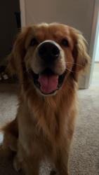 Reunited Male Dog last seen Wayline ct, Greenville County, SC 29605