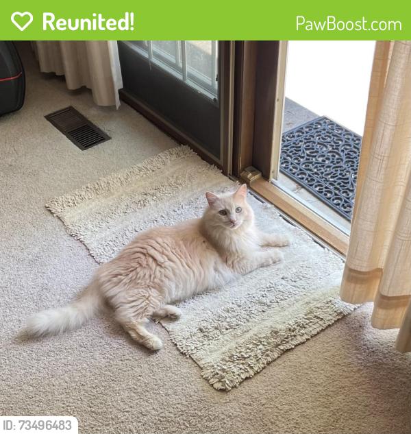 Reunited Male Cat last seen N Mill St and W Bauer Rd, Nike Park, Naperville, IL 60563