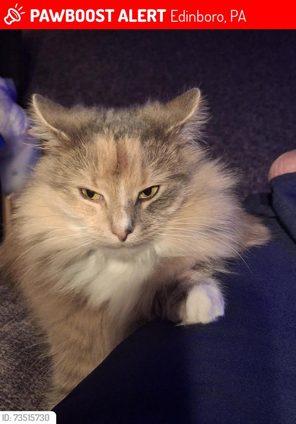 Lost Female Cat last seen Old state and eureka, Edinboro, PA 16412