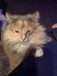 Lost Female Cat last seen Old state and eureka, Edinboro, PA 16412