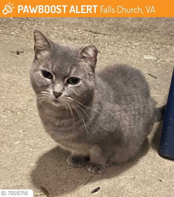 Found/Stray Female Cat last seen Kingsley Commons, Falls Church, VA 22042