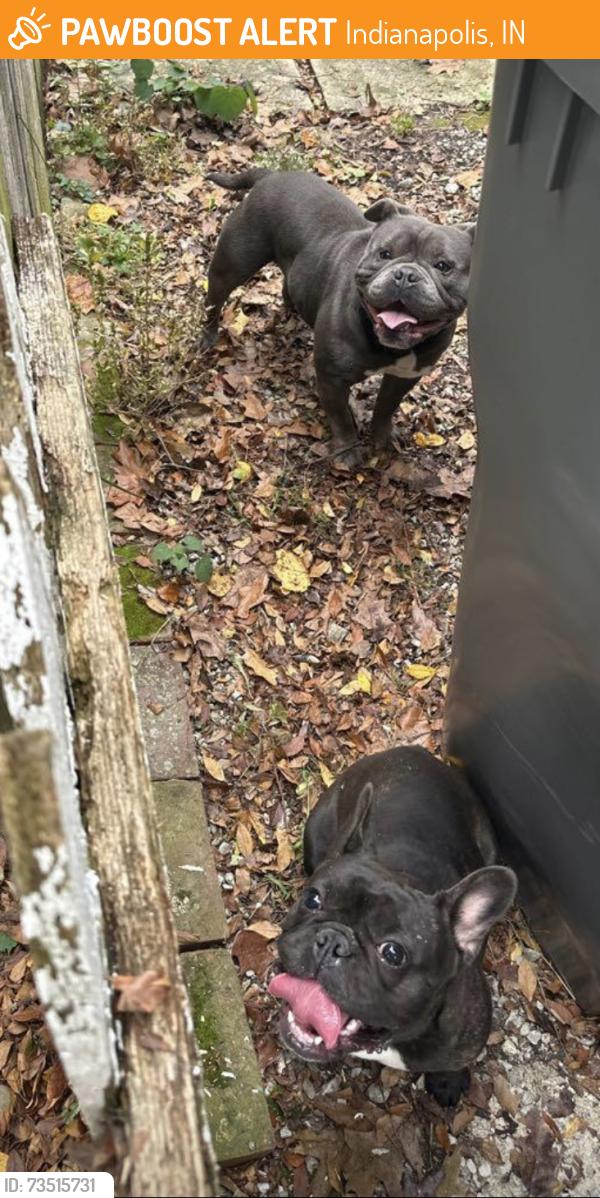 Found/Stray Male Dog last seen Graceland Ave and Butler University, Indianapolis, IN 46208