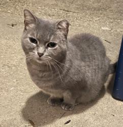 Found/Stray Female Cat last seen Kingsley Commons, Falls Church, VA 22042