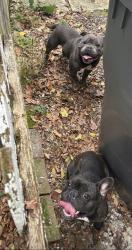 Found/Stray Male Dog last seen Graceland Ave and Butler University, Indianapolis, IN 46208