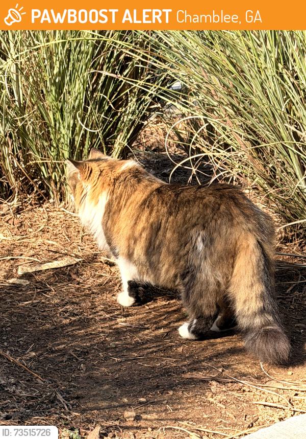 Found/Stray Unknown Cat last seen Switchyards Chamblee, Chamblee, GA 30341