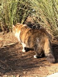 Found/Stray Unknown Cat last seen Switchyards Chamblee, Chamblee, GA 30341