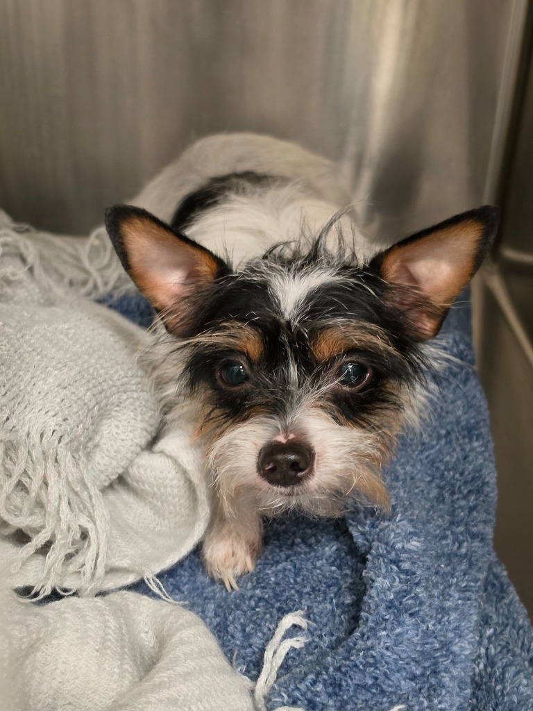 Shelter Stray Female Dog last seen Midwest City, 8485 E Reno Ave, Midwest City, OK 73110, USA