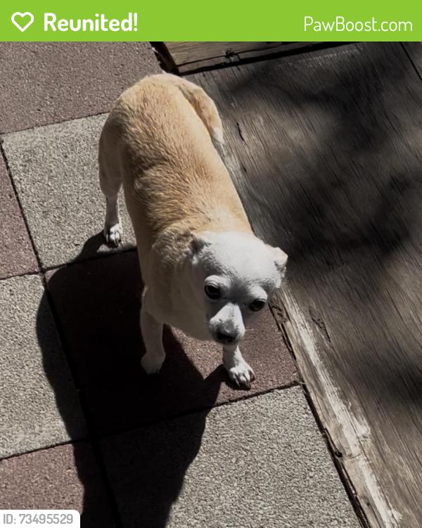 Reunited Female Dog last seen Phelan mclaughlin and lucretia, San Jose, CA 95122