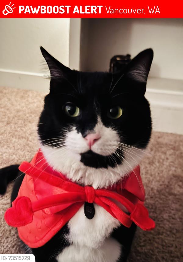 Lost Male Cat last seen Meadow Brooke apmts, Vancouver, WA 98661