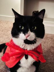Lost Male Cat last seen Meadow Brooke apmts, Vancouver, WA 98661