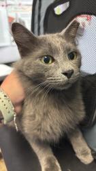 Shelter Stray Male Cat last seen Bexar County, 3353 Morningside Dr, New Braunfels, TX 78132, USA