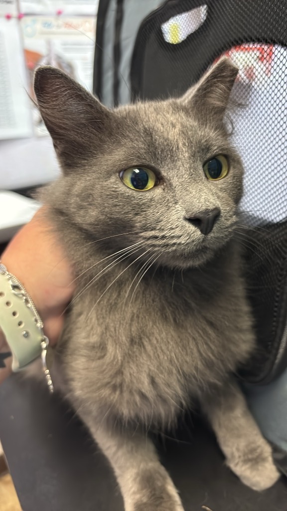 Shelter Stray Male Cat last seen Bexar County, 3353 Morningside Dr, New Braunfels, TX 78132, USA