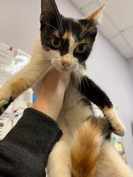 Shelter Stray Female Cat last seen Bexar County, 3353 Morningside Dr, New Braunfels, TX 78132, USA