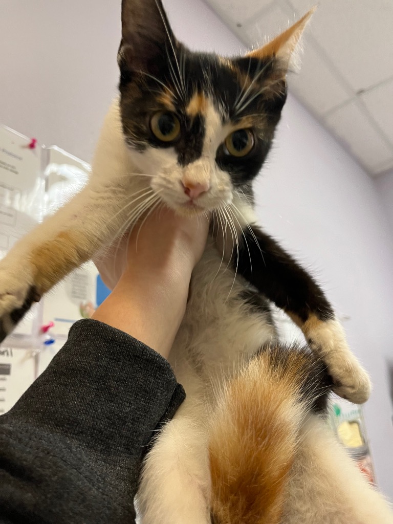 Shelter Stray Female Cat last seen Bexar County, 3353 Morningside Dr, New Braunfels, TX 78132, USA